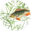 Fisch an Dill Tapete statt Aquarium