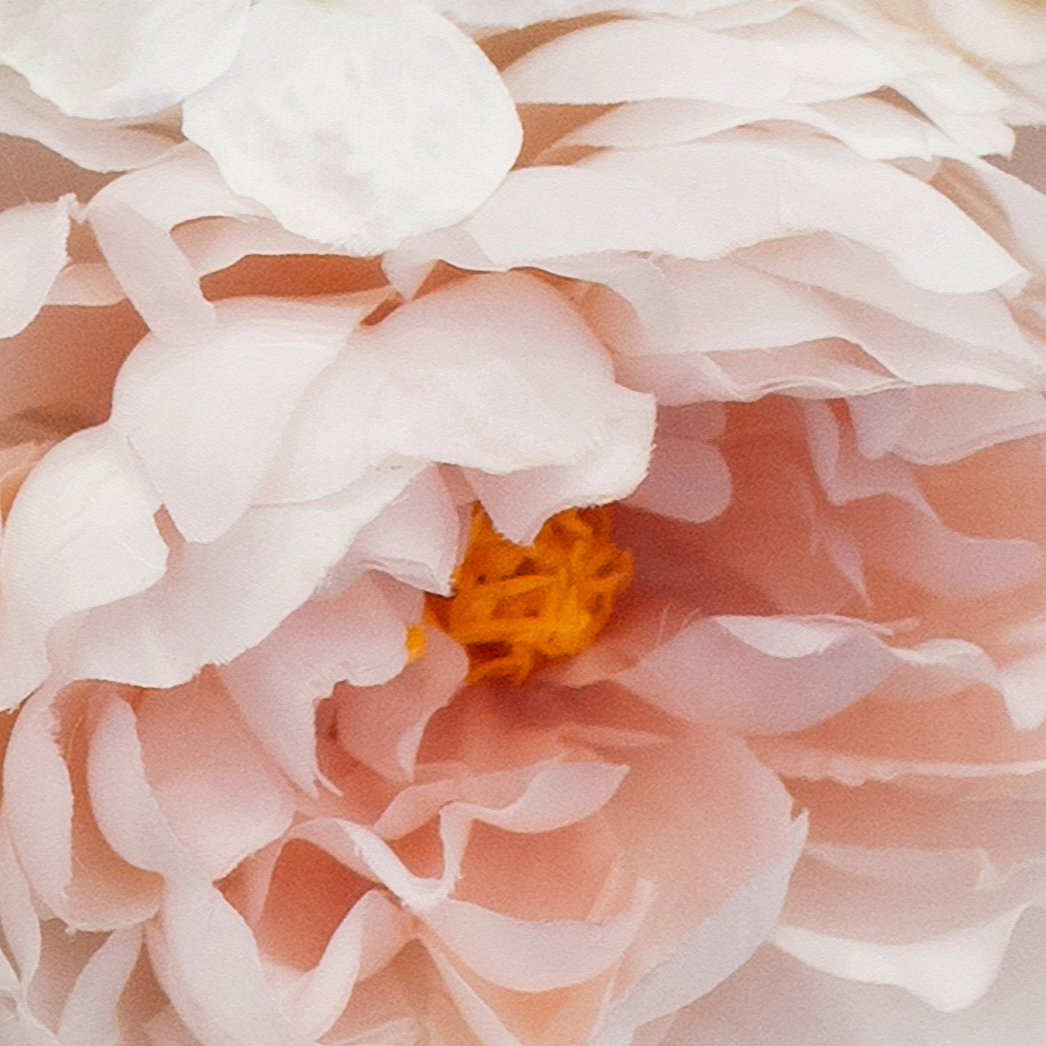 Versiegelbare Foto-Tapete Rose buds