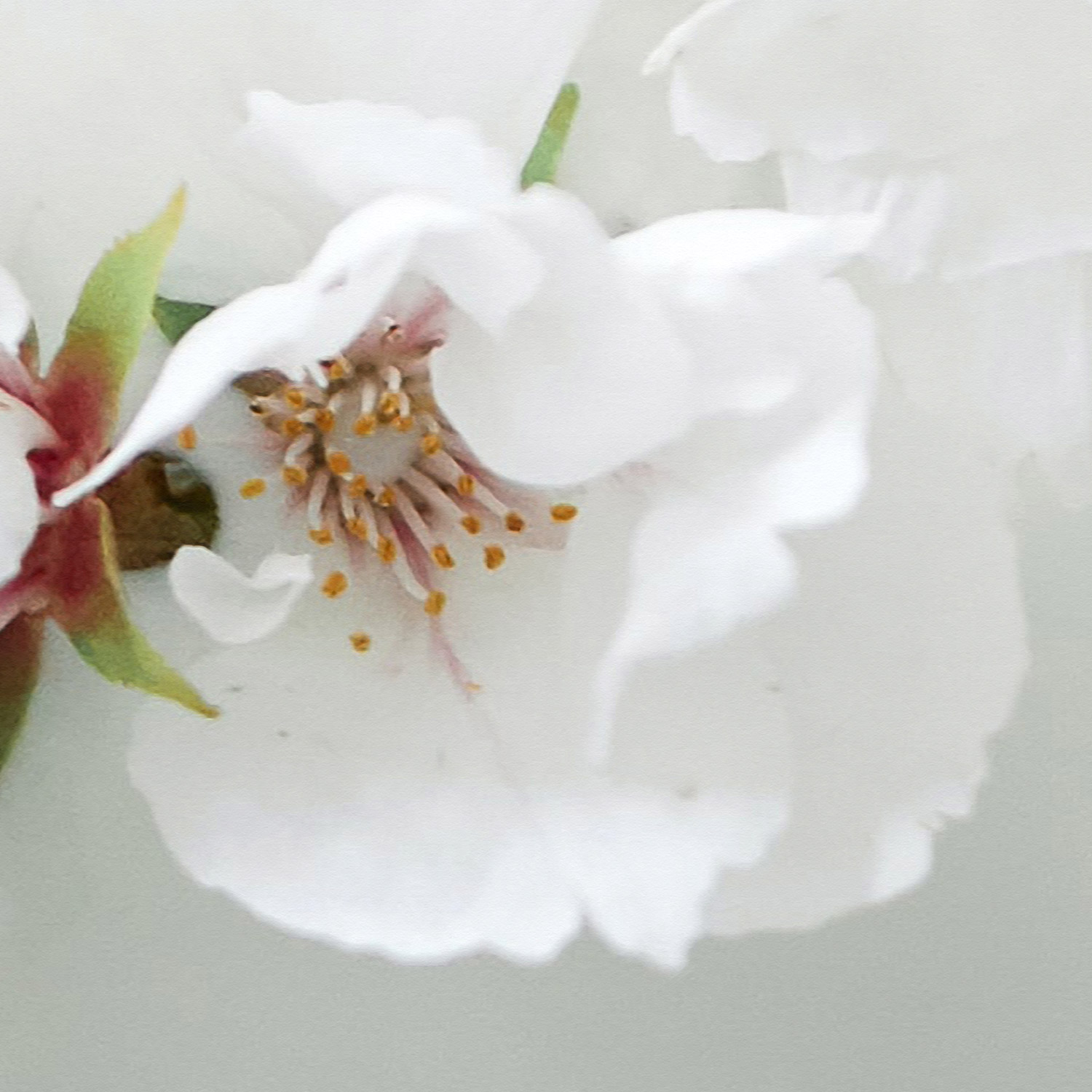 Versiegelbare Foto-Tapete Obst Blüte