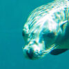 Versiegelbare Tapete Sea Lion
