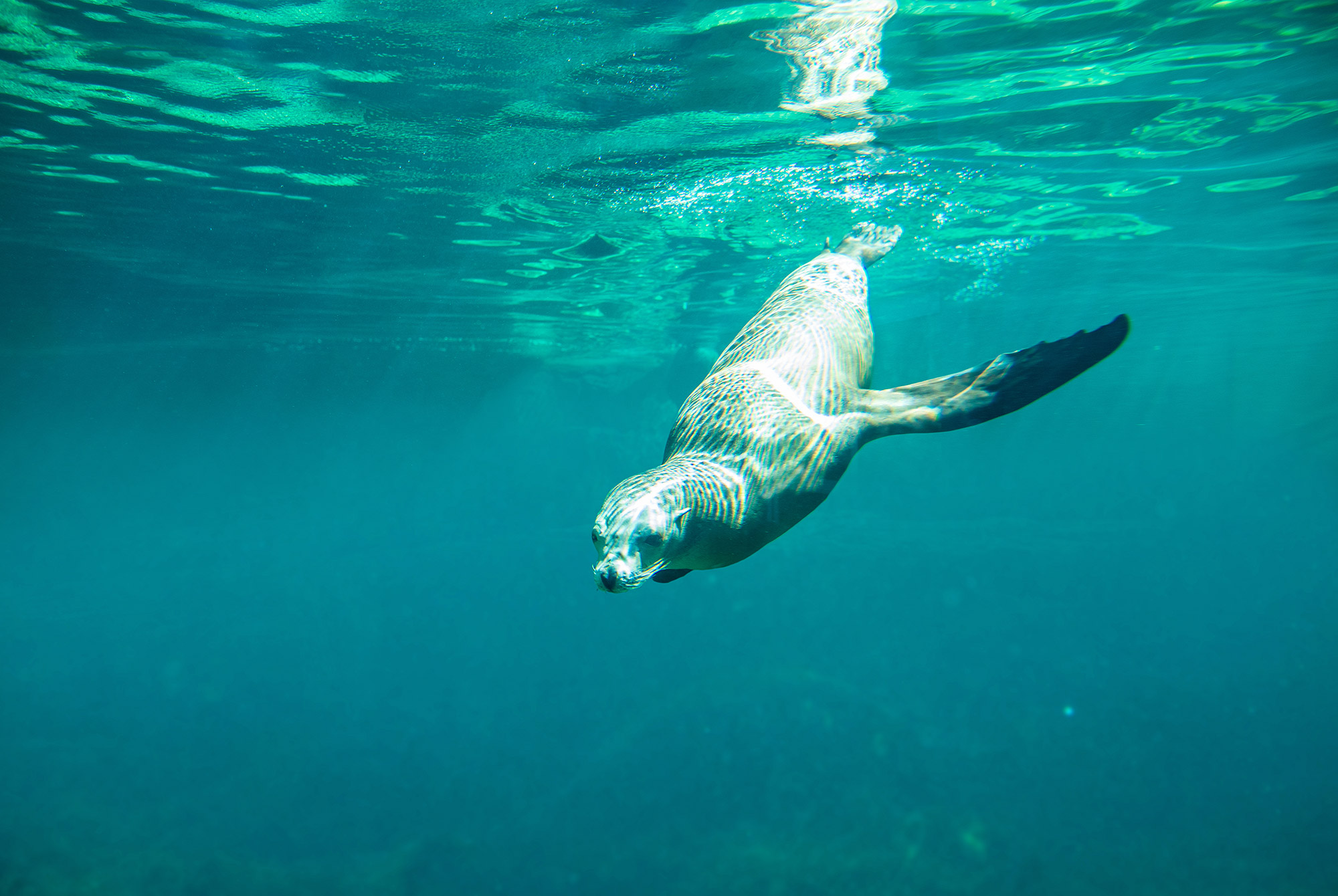 Versiegelbare Tapete Sea Lion